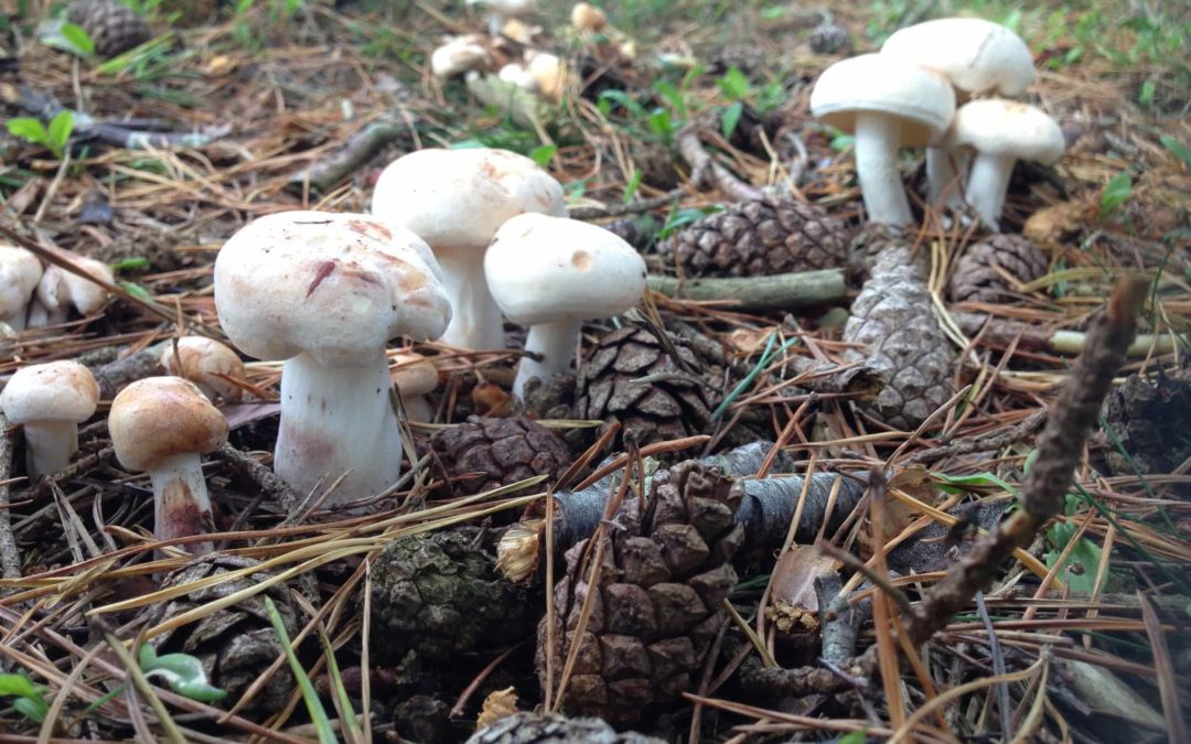 Mushrooms growing through the pine leaf litter © Slake Spirits