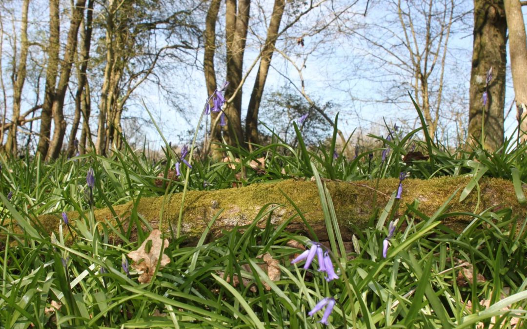 Sussex Bluebells in the Spring © Slake Spirits