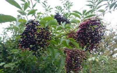 Elder (Sambucus nigra)