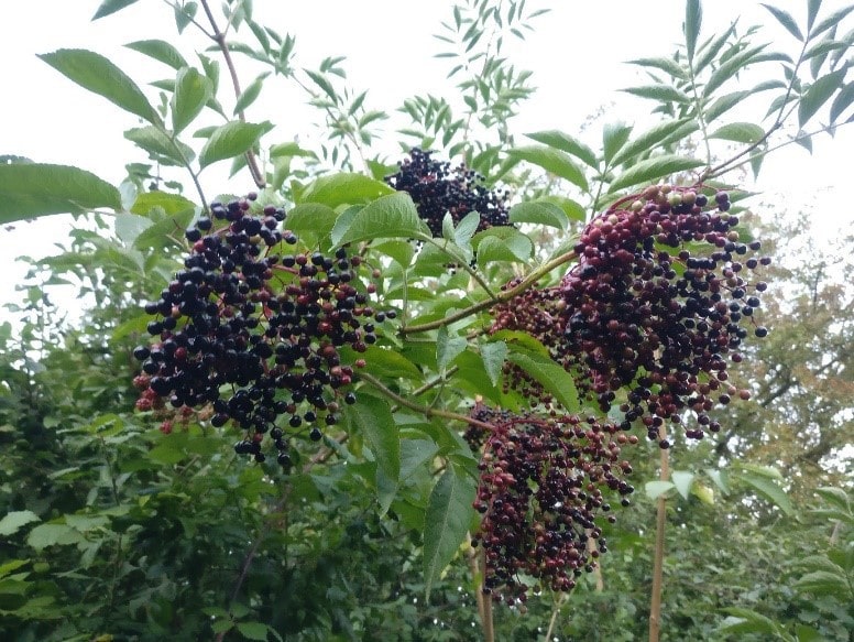 Ripening Elder Berries in Henfield in the middle of August 2018