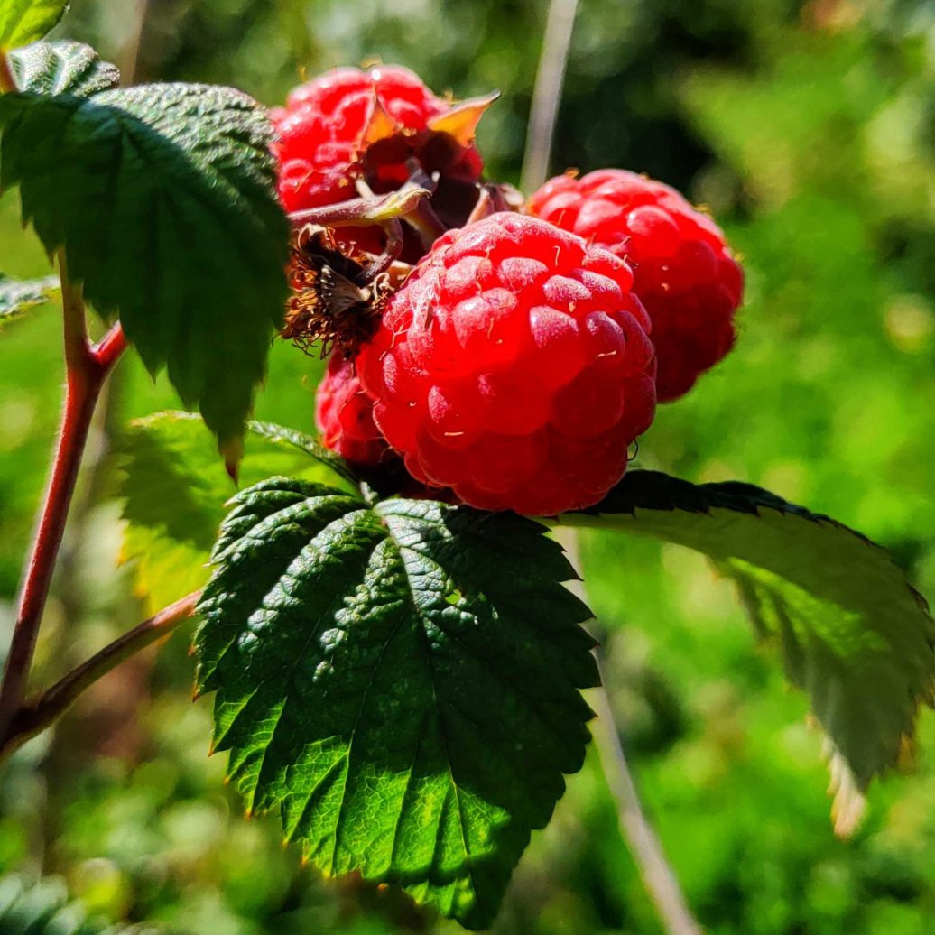 Raspberry plant close up of the fruit