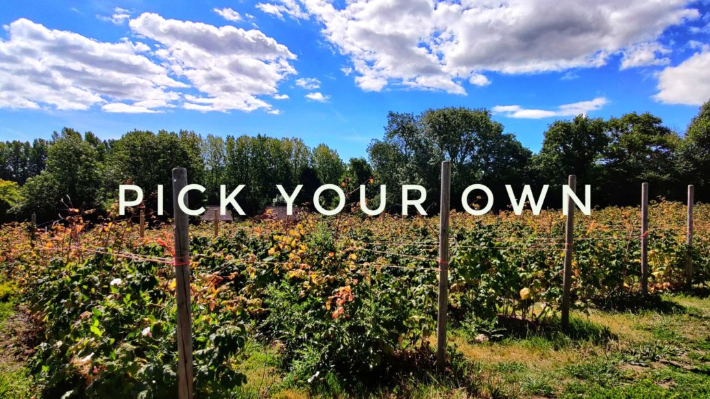 Raspberry cane patch at a pick your own farm